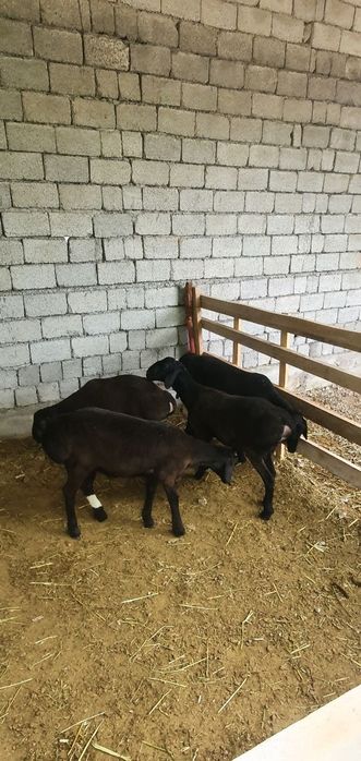 Xisori qochqorlar