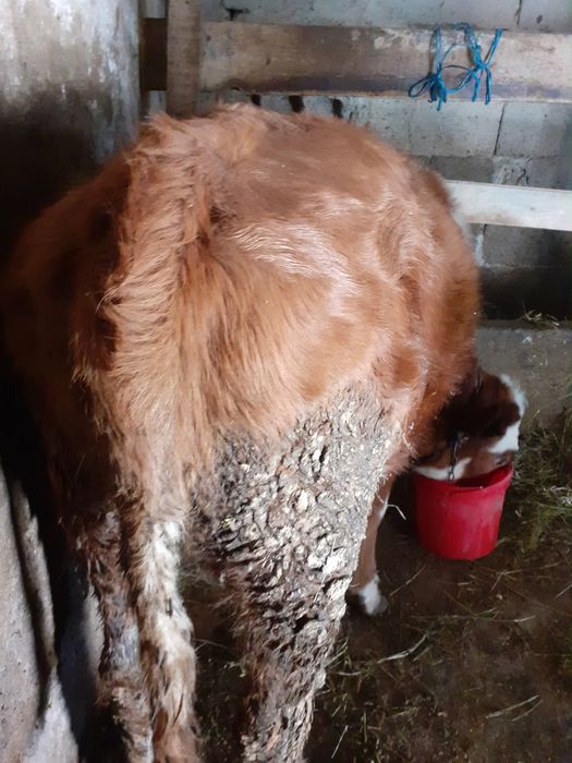 Vand tauras si vitea