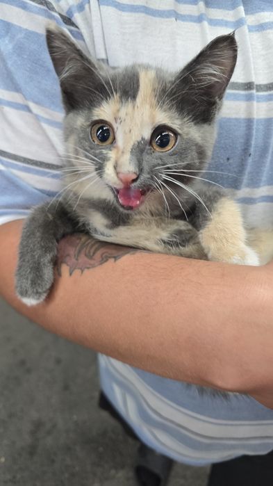 Кошечка окрас черепаховый