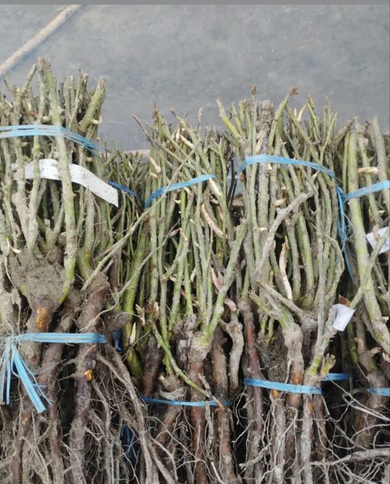 Саженцы Роза ОПТОМ 250 тг