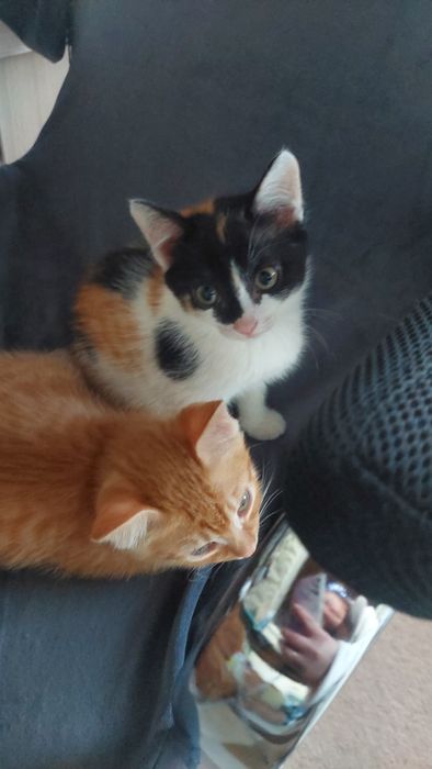 отдам      котят