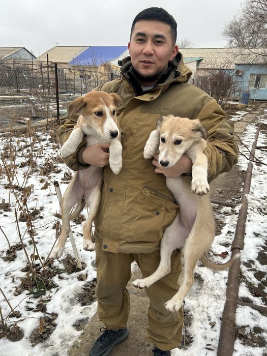 Отдам бесплатно.