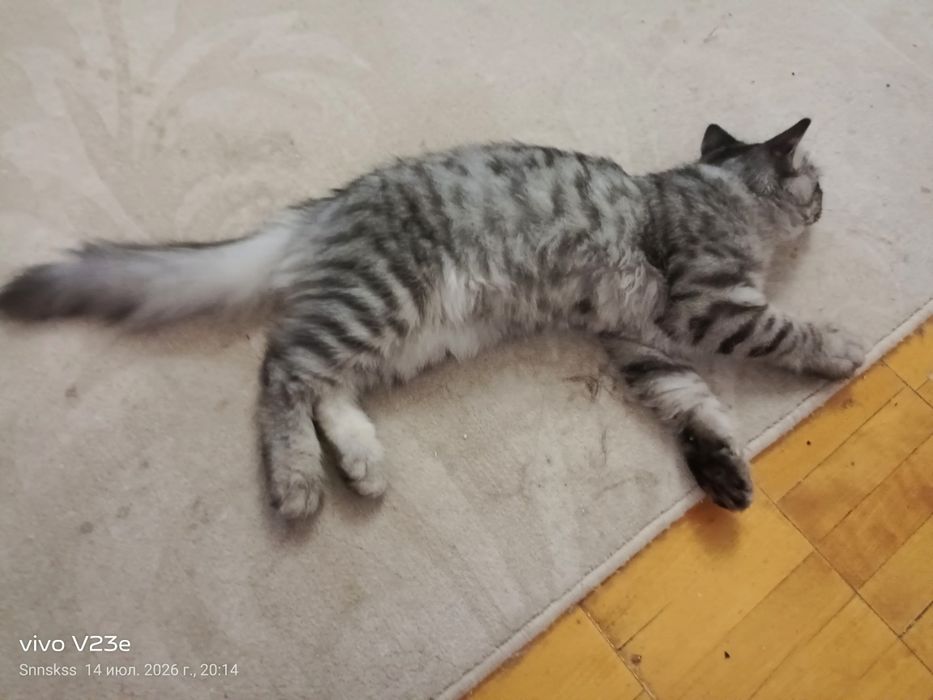 Отдам в добрые руки ласковую кошечьку