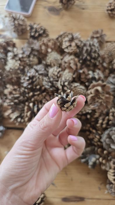 Шишки сосновые 170 шт для декора