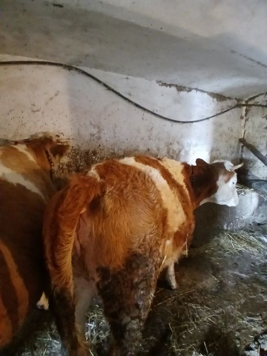 De vânzare junince de 2 .ani