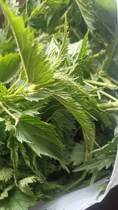 крапива (сок этого года )