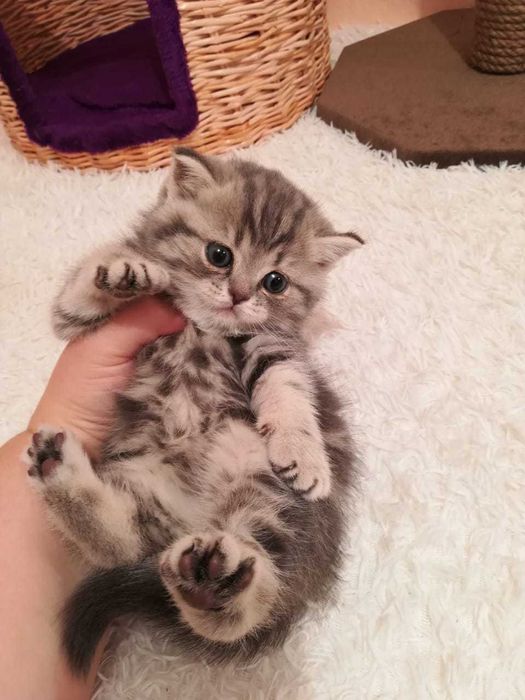 котята шотландские