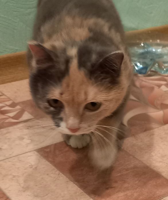 Кошка с нарядным окрасом