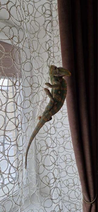 Продам Йеменского хамелиона