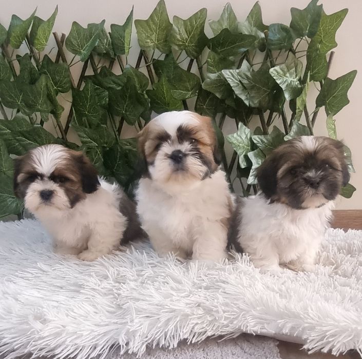 Ши Тцу Shih Tzuu