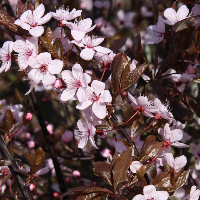 Prunus Cersifera Nigra la ghiveci