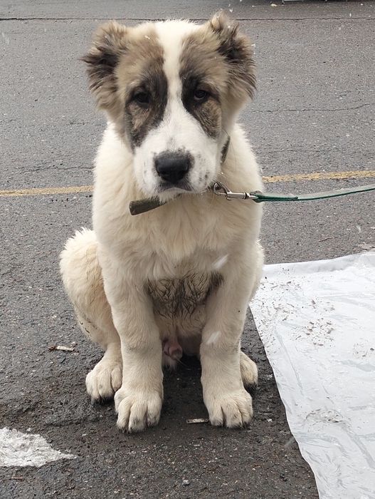 Осы кушик сатылады