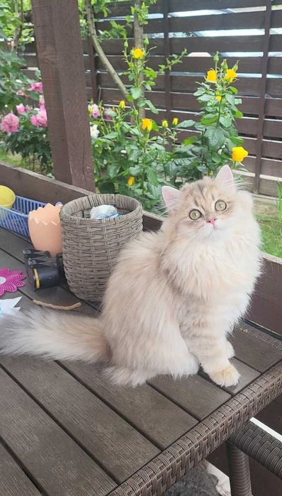 Fetita british longhair blue golden cu pedigree