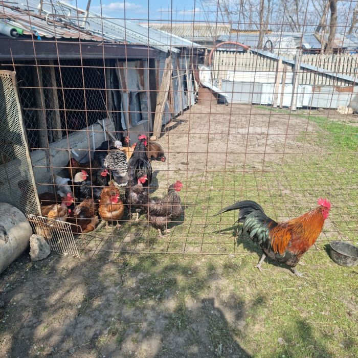 Vand sau schimb  cocosii cu gainii