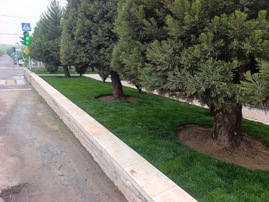 Газон икиш рулонавой чим gazon ikish xizmati