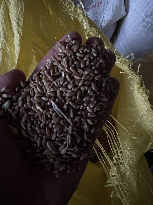 Bug’doy sotiladi