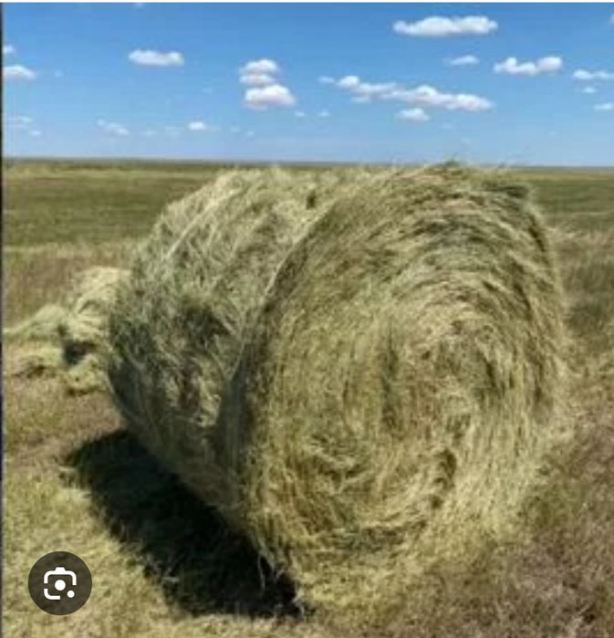 Продаётся сено жетняк и луговое