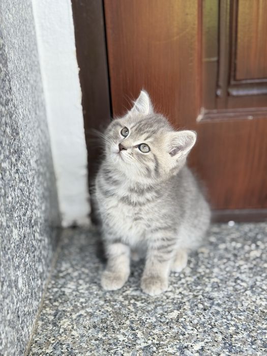 Toza tozli mushukcha