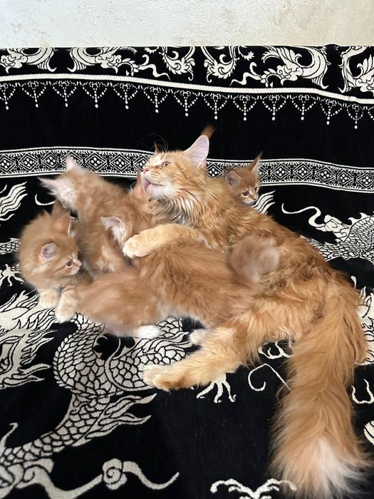 Мейн кун,  котята.