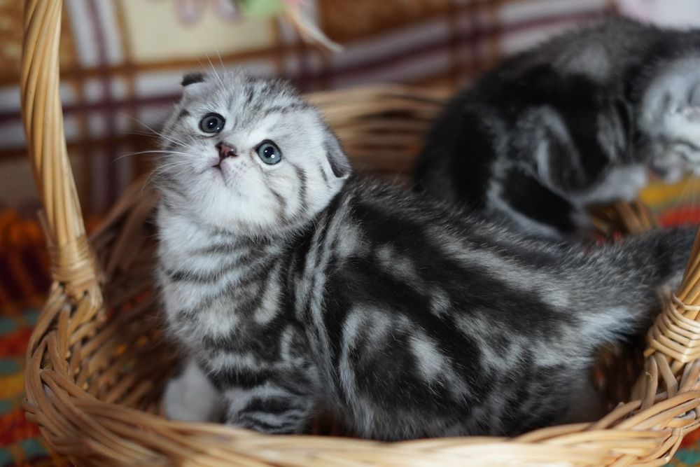 Шотландские вислоухие котята_прямоухие котята