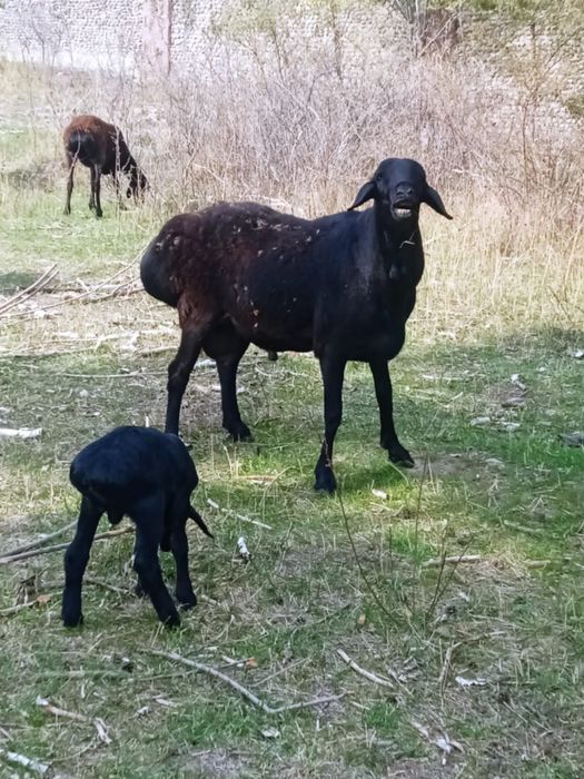 Продам баранов