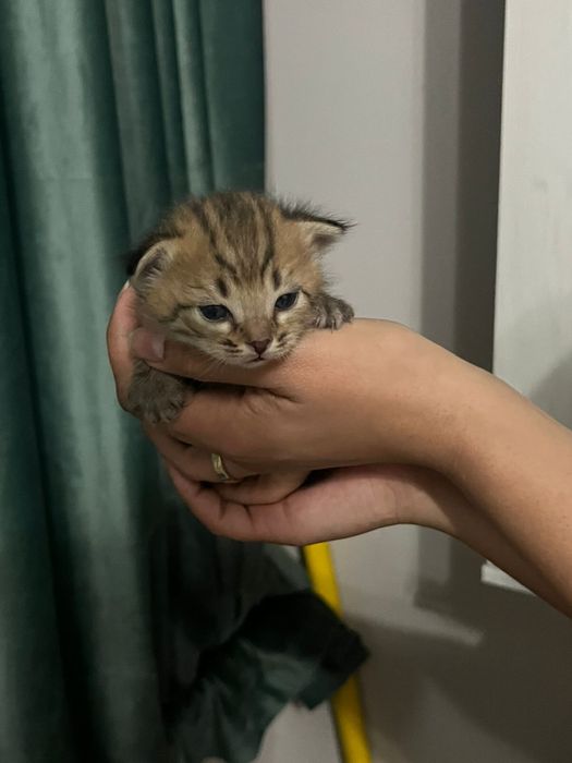 Продам котят вислоухие