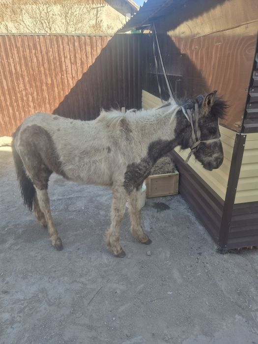 Продам тай лошад