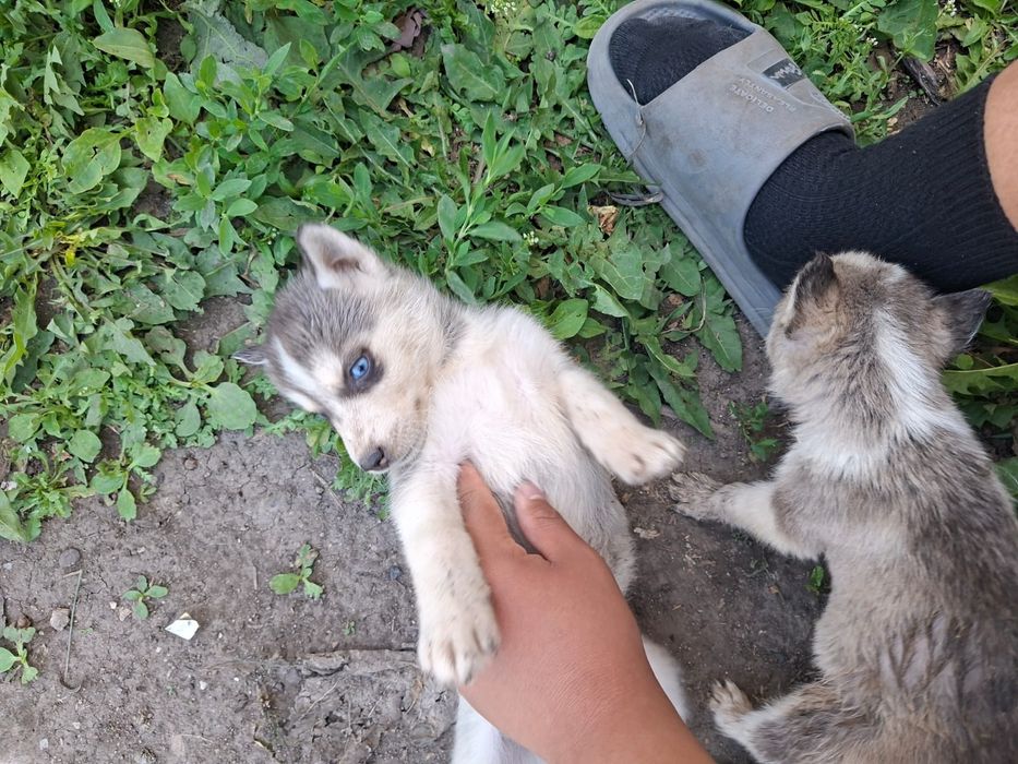 Продам щенят хаски