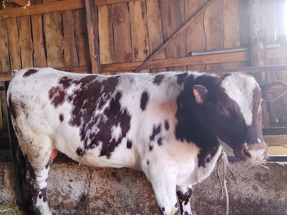 Продам бычков, выращенных на откорме