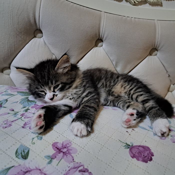 Котята 2 месяца мама страйт
