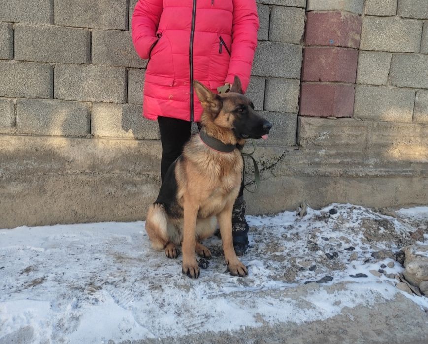 Овчарки с родословной