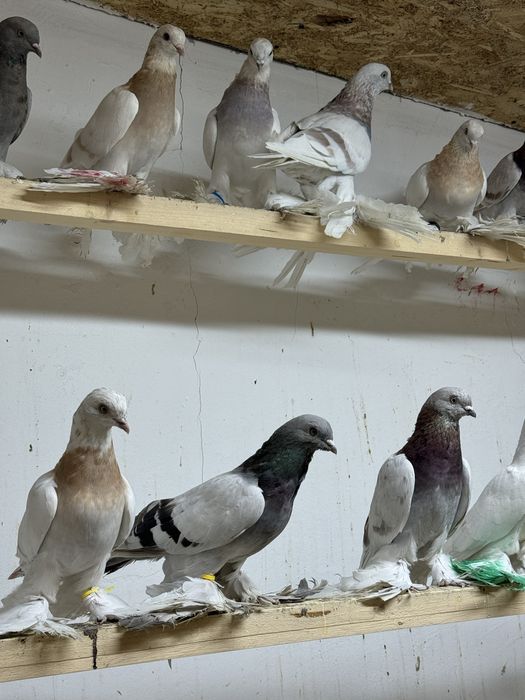 Продам голубей !