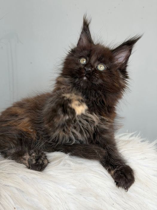Мейн кун котенца / Мейн куун котенца / Maine coon kittens