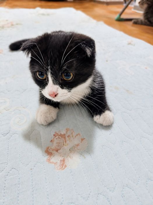 Котёнок, веслоухий красивый.