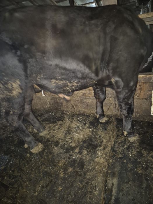 Vând taur angus negru