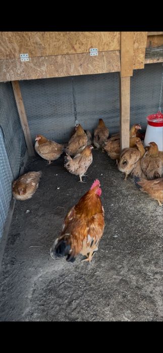 Vand gaini kabir si un cocos