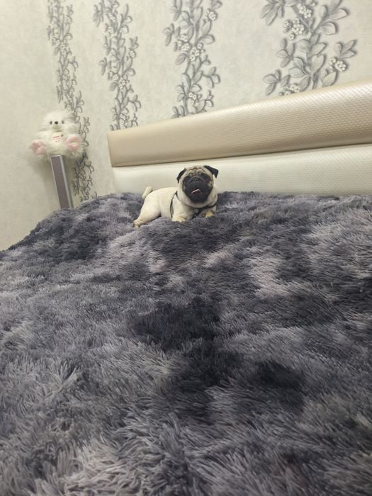 Мопс для вязки, наш мопс Тедди ищет спутницу