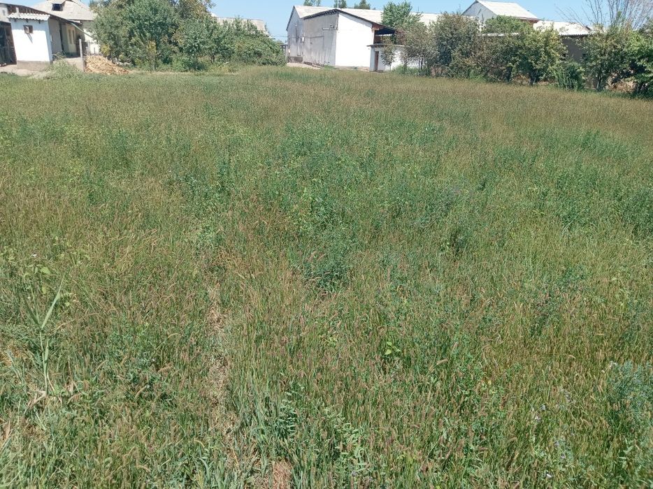 Guliston Zarbdor mahallasida 12 sotix yer sotiladi 1sotixi 3000$dan