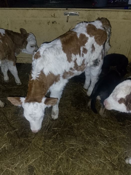 Vand viței antercati și de lapte