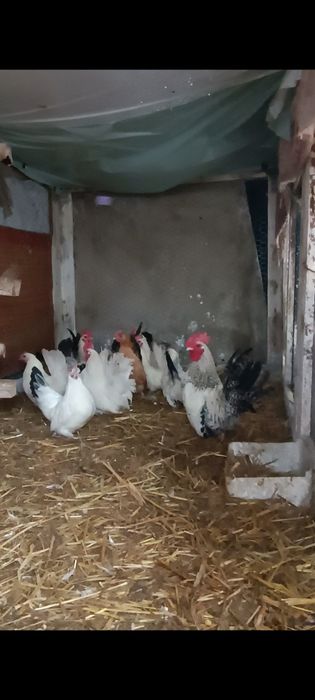 Cocoșei chabo de prăsilă