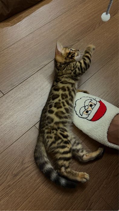 Бенгальский котенок, 2 месяца