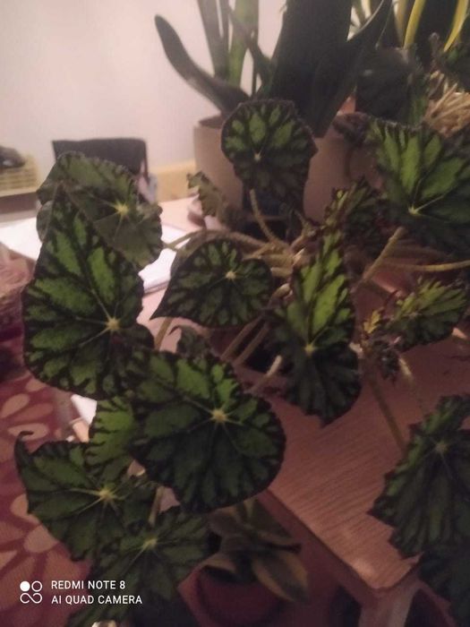 Комнатные растения