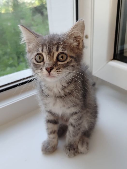 Продам котёнка девочку