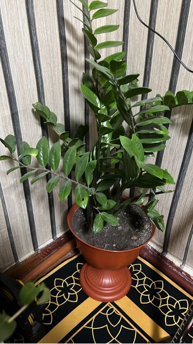 Продам цветок в месте с горшком