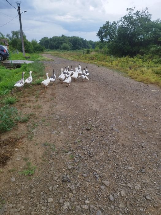 Vand pui de gasca de anul asta si gaste bătrâne