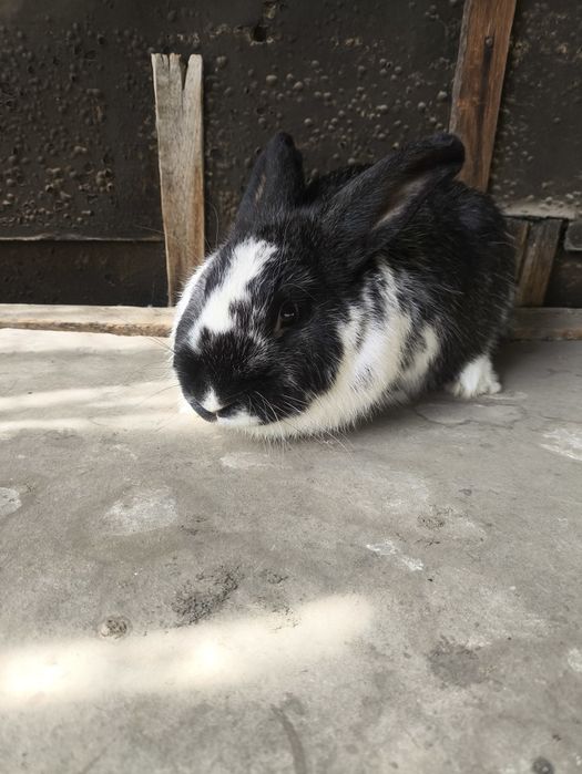 Продаем кроликов или обмен