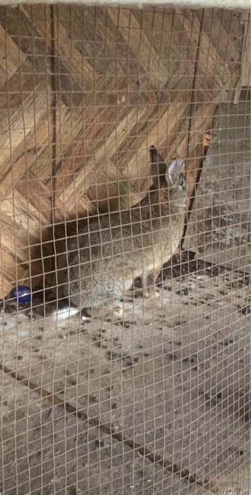 Qizbola quyon sogʻlom