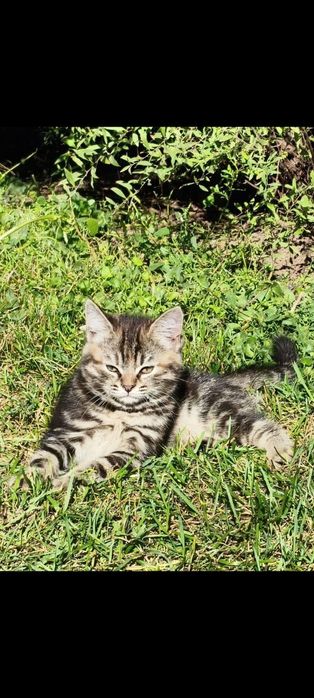 Котята, 2,5мес, чёрная и серая