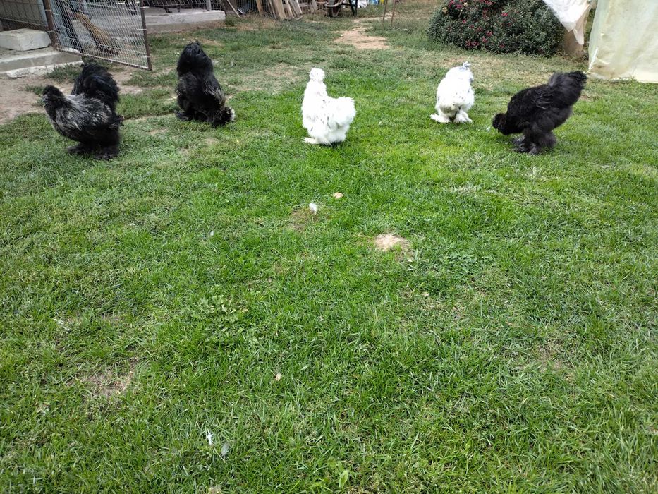 Vând schimb cocos mătase japoneza