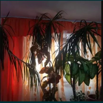 Floare decor spatii apartament, case, birouri